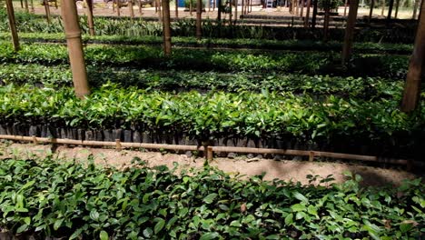 Rows-of-neatly-organised-coffee-seedlings-and-plants-growing-in-a-coffee-farm-nursery-in-Timor-Leste,-Southeast-Asia