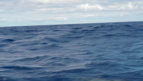 Zeitlupenaufnahme-Von-Atlantischen-Gefleckten-Delfinen-An-Der-Küste-Von-Madeira,-Portugal