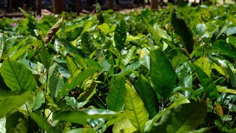 Close-up-of-coffee-plant-leaves-fluttering-in-the-breeze,-soaking-up-sunlight,-in-a-coffee-farming-nursery