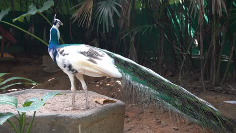 Beautiful-cross-breeding-white-and-blue-indian-peafowl-perch-gracefully-and-wondering-around-its-surrounding-environment-at-bird-paradise,-langkawi-wildlife-park,-close-up-handheld-shot