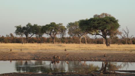 Wide-angle-clip-of-early-morning-baboon-troop-antics-reflected-in-water-on-open-pan,-Khwai-Botswana
