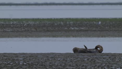 AERIAL---Common-seal-in-a-mudflat,-Wadden-Islands,-Netherlands,-wide-shot-static