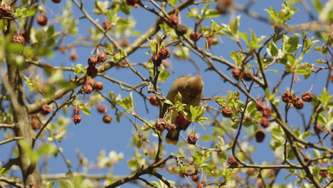 Ein-Zedernseidenschwanzvogel,-Der-Beeren-In-Einem-Baum-Isst-Und-Dann-Fliegt