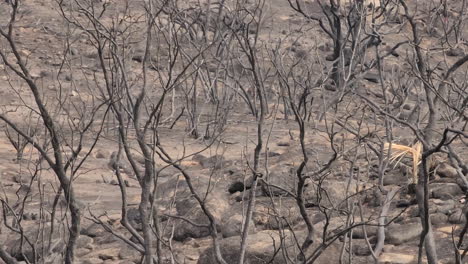 panning-footage-of-the-desolate-surface-in-nature-after-a-forest-fire-passed-by-and-reduced-everything-to-ashes-and-the-trees-blackened