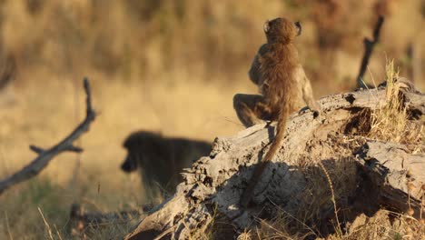 Nahaufnahme-Eines-Jungen-Pavians-Auf-Einem-Umgestürzten-Baum-Im-Goldenen-Seitenlicht,-Khwai-Botswana