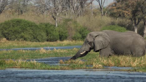 An-elephant-bull-crossing-the-Khwai-River-slowly-in-front-light,-Botswana