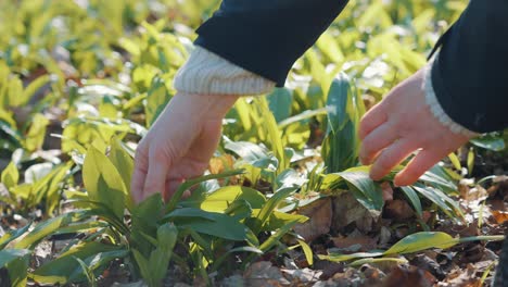 Woman's-Hand-Picking-Up-Allium-Ursinum---Wild-Garlic