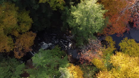 Birds-eye-view-of-forest-stream-and-waterfall,-top-down-view-of-colorful-trees-in-autumn,-aerial