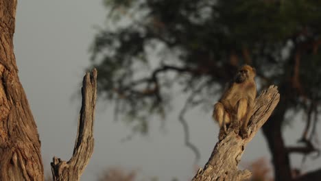 Nahaufnahme-Von-Jungen-Pavianfüßen,-Die-Auf-Gebrochenen-Ast-Hängen-Und-Fallen,-Khwai-Botswana