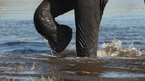 Extreme-Nahaufnahme-Von-Den-Füßen-Eines-Elefanten,-Die-In-Zeitlupe-Durch-Den-Khwai-fluss-Spritzen,-Botswana