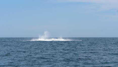 Buckelwal-Durchbrechen