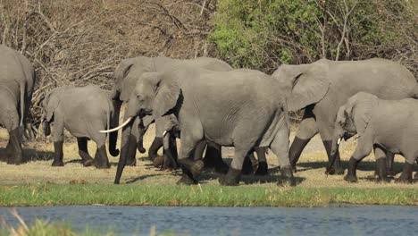 Family-herd-of-elephants-with-wet-legs-walking-along-the-bank-of-the-Khwai-River,-Botswana