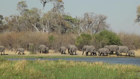 Clip-Ancho-De-Una-Gran-Manada-De-Elefantes-Caminando-A-Lo-Largo-De-La-Orilla-Del-Río-Khwai-Frente-A-La-Luz,-Botswana