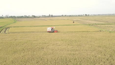 Aerial-Drone-Shot-of-Rice-Paddy-Harvesting-in-Sri-Lanka