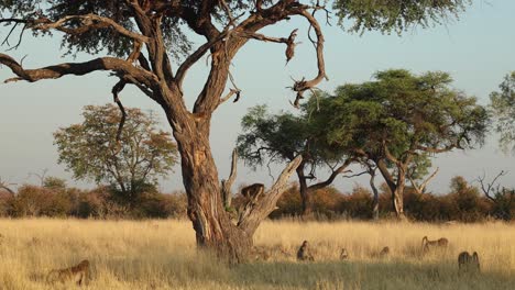 Wide-clip-of-baboon-family-climbing-down-a-tree-in-morning-light,-Khwai-Botswana
