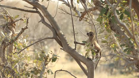 Baby-baboon-navigating-its-way-up-a-tree-while-others-play,-Khwai-Botswana