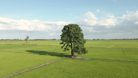 Beautiful-Cinematic-360-Shot-of-Lone-in-the-Middle-of-a-Meadow-and-Farmland-on-a-Sunny-Day