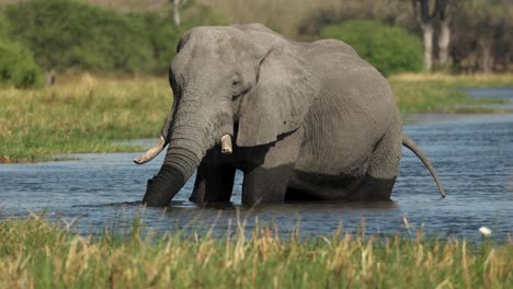 Un-Toro-Elefante-Caliente-Con-Colmillos-De-Pie-Y-Bebiendo-En-El-Río-Khwai,-Botswana