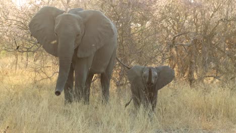 Elephant-cow-eating-grass-while-brave-baby-waves-trunk-at-camera-in-Khwai,-Botswana