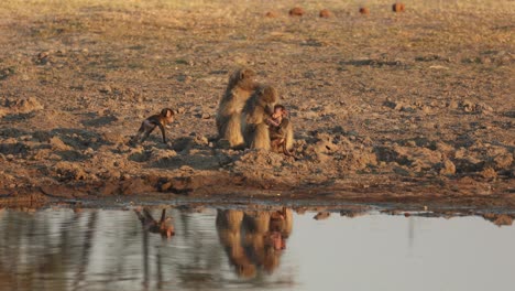 Baboon-mothers-nursing-small-babies-beside-water-on-a-dry-pan-in-Khwai,-Botswana