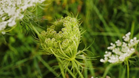 Close-Up-View-Of-Daucus-carota-Gently-Swaying-In-Meadow-Garden
