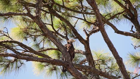 Young-bald-eagle-perched-in-a-pine-tree-on-a-breezy-day-with-blue-sky