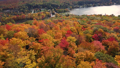 Luftüberführungswald-Im-Herbst,-Gelbe-Orangenbäume-In-Herbstfarben