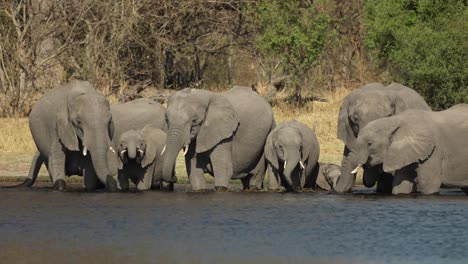 View-from-across-the-water-of-a-herd-of-thirsty-elephants-drinking-and-standing-in-the-Khwai-River,-Botswana