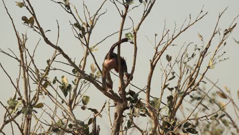 Tiny-baboon-baby-balancing-on-thin-branches-in-the-treetops,-Khwai-Botswana