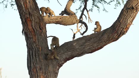 Low-angle-clip-of-baboon-family-playing-in-a-tree-fork-against-a-clear-sky,-Khwai-Botswana