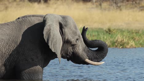 Close-up-of-an-elephant-in-a-river-with-its-wet-trunk-resting-on-its-face,-Khwai-Botswana