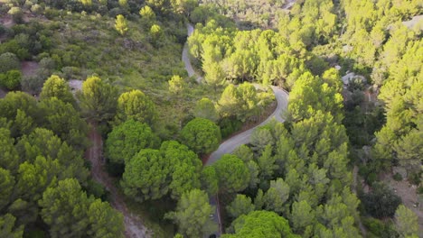 Cars-driving-on-a-winding-road-between-trees-in-a-canyon-at-Sa-Calobra,-Mallorca,-Spain