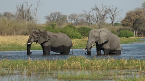 Wide-clip-of-two-elephant-bulls-cooling-off-in-the-Khwai-River,-Botswana