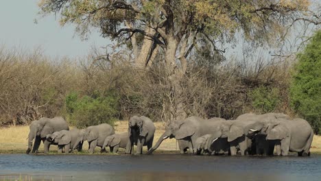 Wide-clip-of-a-herd-of-elephants-drinking-in-Moremi-Game-Reserve,-Botswana