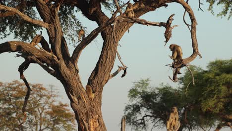 wide-clip-of-baboon-troop-in-a-knobthorn-tree-in-golden-morning-light,-Khwai-Botswana