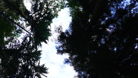 Camera-moving-under-trees-in-a-forrest-looking-at-the-treetop-and-cloudy-sky
