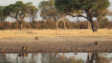 Wide-clip-of-baboons-interacting-beside-a-pool-of-water-on-a-pan-in-Khwai,-Botswana
