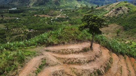 Last-tree-on-deforested-hill-prepared-for-terrace-plantation,-impact-of-agriculture-on-ecosystem