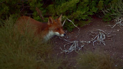 Tracking-shot-of-Red-Fox-sniffing-smelling-food-behind-bushes,-high-angle-view