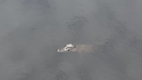 Alligator-floating-on-the-clear-lake