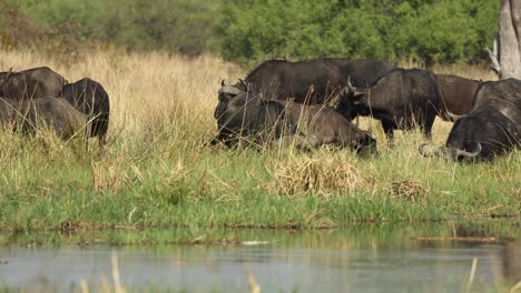Abgeschnittener-Clip-Einer-Büffelherde-Am-Ufer-Des-Flusses-Khwai-Im-Wildreservat-Moremi,-Botswana