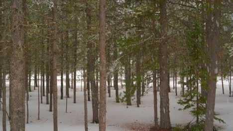 Langsamer-Schneefall,-Ideal-Für-Einen-Greenscreen-Hintergrund