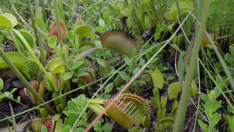 Looking-over-the-Venus-flytraps