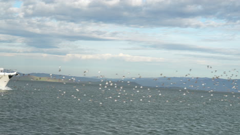 Aves-Oceánicas-Volando-Frente-A-Un-Yate-En-La-Bahía-De-San-Francisco-Cerca-Del-Puerto-Deportivo-De-Redwood-City