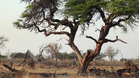 Cropped-static-clip-of-a-camel-thorn-tree-on-a-still-morning-in-Khwai,-Botswana