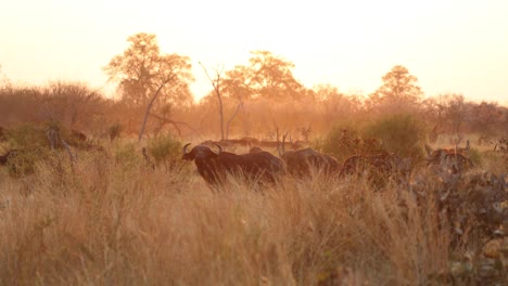 Buffalo-herd-silhouetted-in-tall-grass-in-golden-morning-light,-Khwai-Botswana