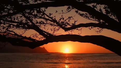Hanalei-Bay-Kauai-Hawaii-Al-Atardecer-A-Través-De-Los-árboles