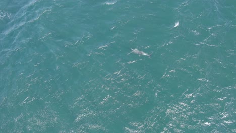 Vista-De-Arriba-Hacia-Abajo-De-Delfines-Nariz-De-Botella-Nadando-En-El-Océano-Turquesa-En-Nueva-Gales-Del-Sur,-Australia---Disparo-De-Drones