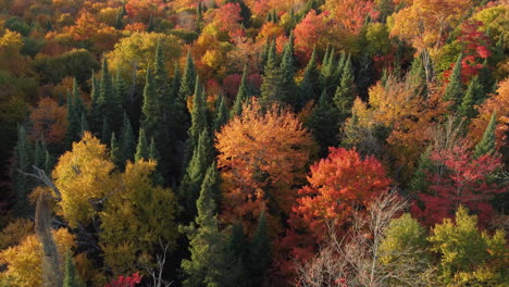 Drohnenflug-über-Einen-Mischwald-Mit-Laubbäumen-In-Voller-Herbstfärbung-Und-Darüber-Aufragenden-Kiefern