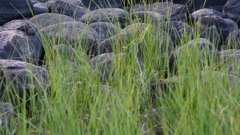 Slow-tilt-up-from-grasses-to-gray-stones